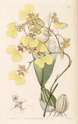 Oncidium bicolor
